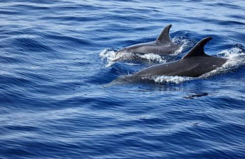 Playa San Juan Costa Relax - Foto 37