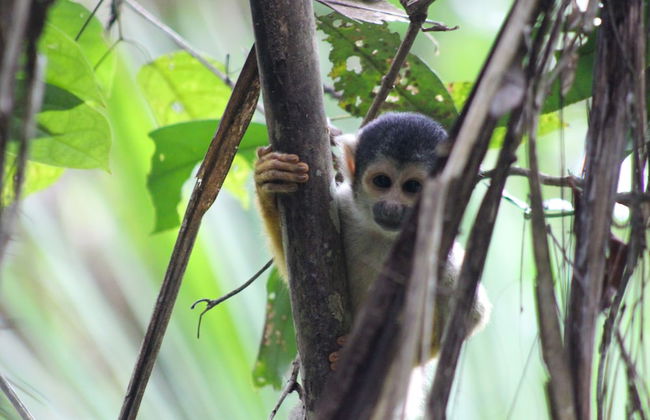 Tronco Tambopata Adventure - Photo 34