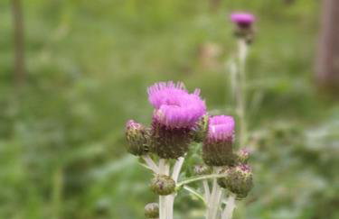 Haus Bergblick - Foto 62