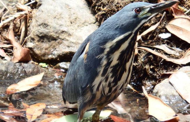 Blyde River Cabin Guesthouse - Foto 19