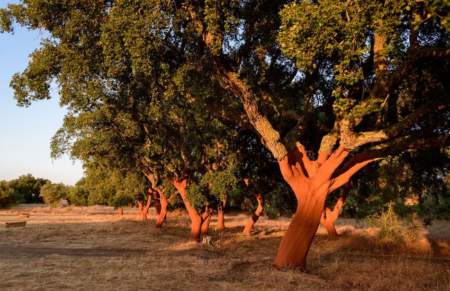 Casa do Governador - Photo 72