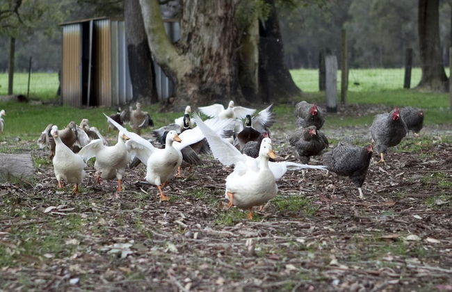 Diamond Forest Farm Stay - Foto 17