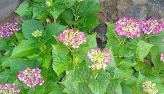 Casa Rural Aborigen Bimbache - Foto 3, Garden