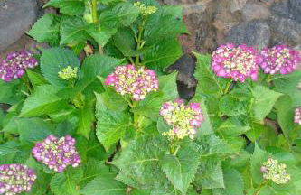 Casa Rural Aborigen Bimbache - Foto 3