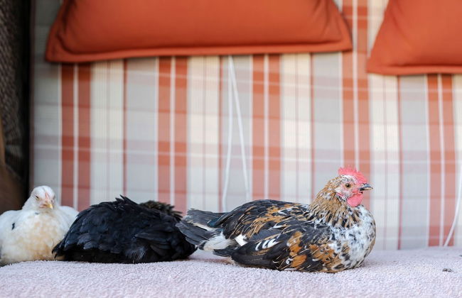 Apartments "meschermolen" Near Maastricht - Foto 3