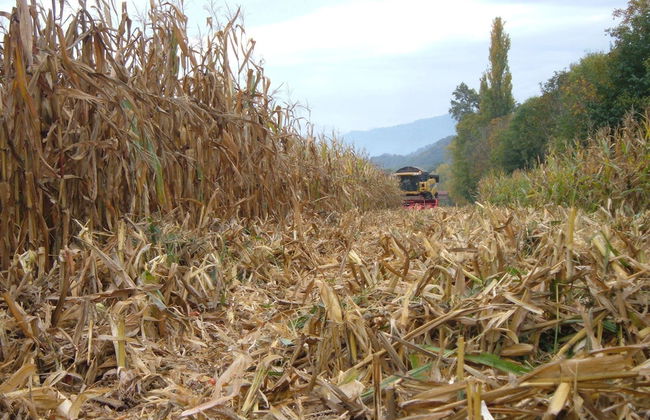 Fior di campo - Photo 19