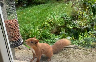 Red Squirrel Cottage - Foto 11