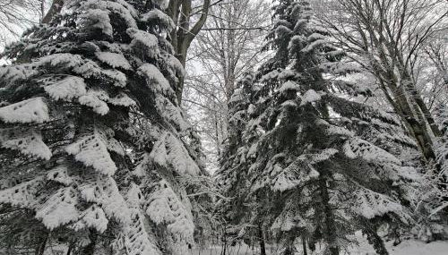 OG Apartman - Foto 3