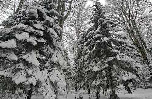 OG Apartman - Foto 3