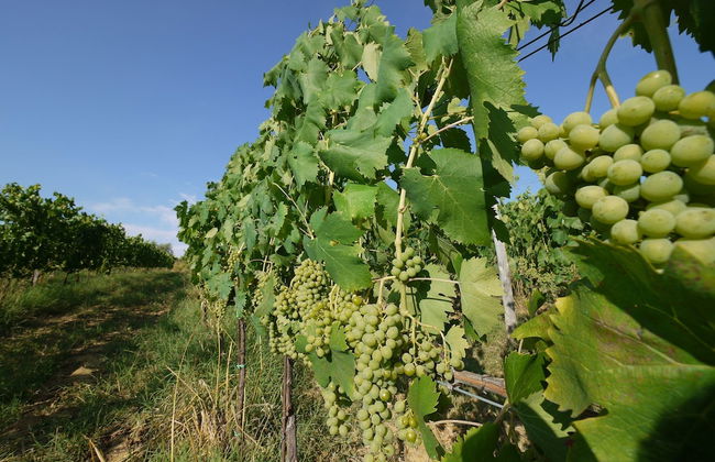 Agriturismo la Prodaia - Foto 57