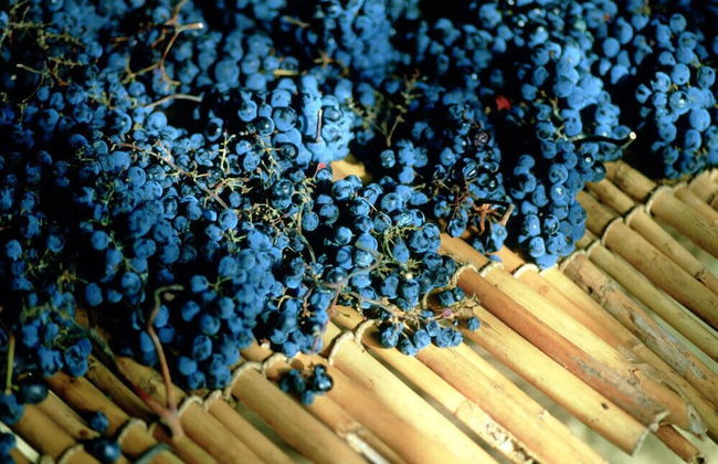 Podere il Poggiolo - Photo 68