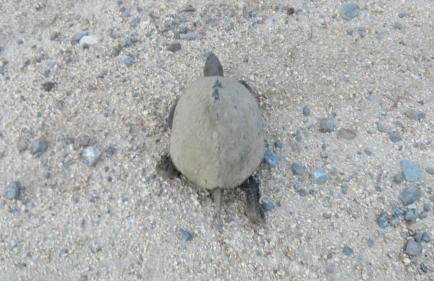 Spacious Villa close to an amazing Sithonia beach - Foto 74