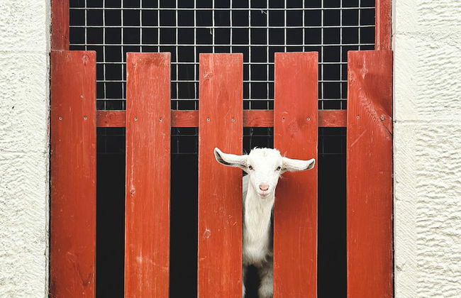 Cardross Estate Holiday Cottages - Foto 78