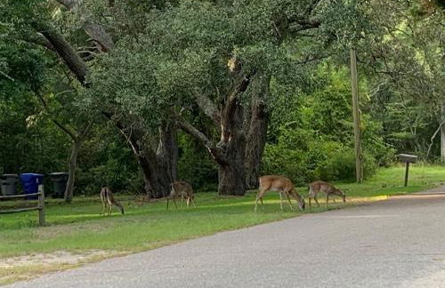 Downtown- Sunshine Cottage and Golf Cart - Foto 33