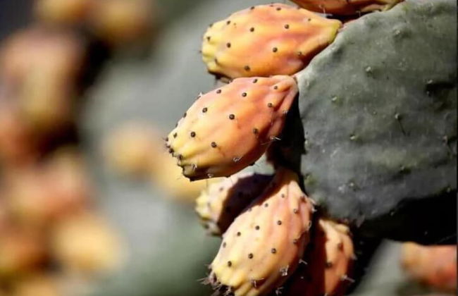 Dar Beldi - Photo 42