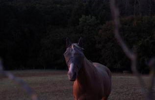 Logement entier de charme, gite équestre GERS Flamarens - Photo 37