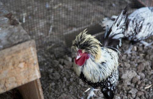 Agriturismo Il Borgo - Foto 25