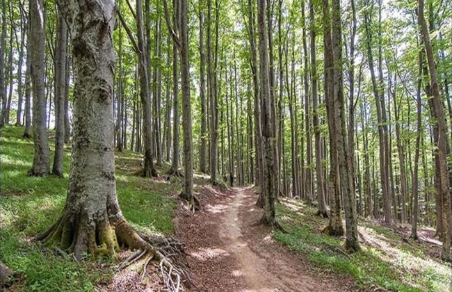 Holiday Home in Ortignano - Foto 33