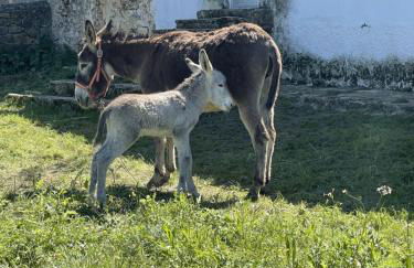 Cortijo Huerta Galindo - Foto 59
