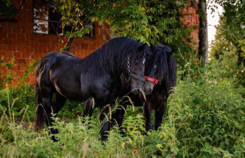 Kozline Kordun - Foto 78