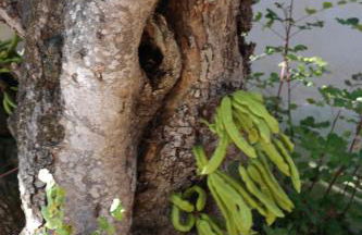 JB - Monte João Moleiro With Shared Pull - Photo 70