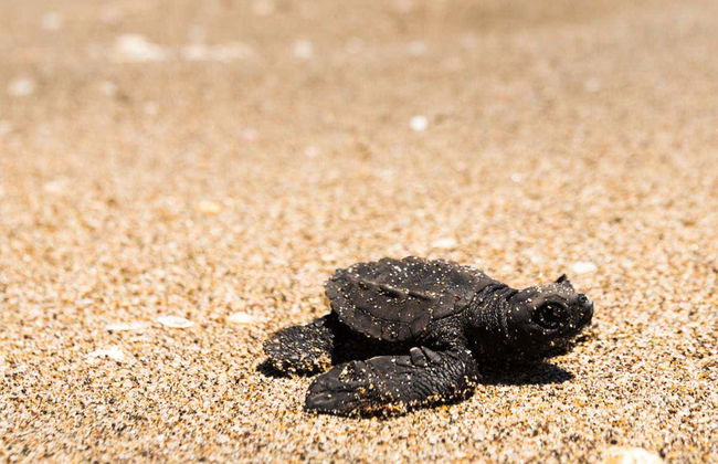 Escursione al santuario di tartarughe El Verde Camacho - Foto 6