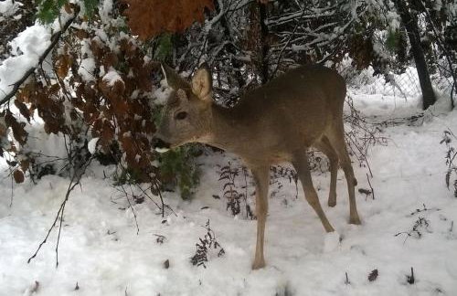 Holiday house Kostelac - Foto 63