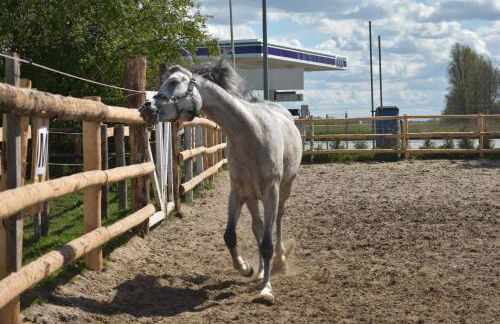 Idylle auf dem Reiterhof bei Husum - Foto 34