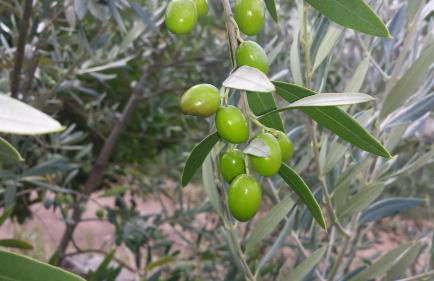 O Palheiro - Vista Panorâmica e Jacuzzi - Foto 65