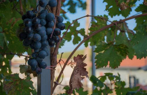 Sofiko Family House - Foto 50