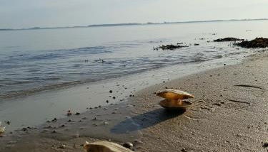 Strandappartement Steinberghaff "zur Birk" mit Meerblick - Photo 2