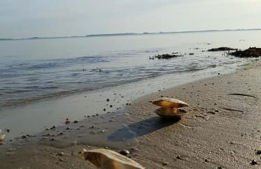 Strandappartement Steinberghaff "zur Birk" mit Meerblick - Foto 2