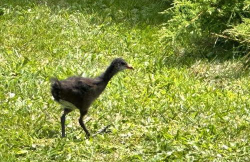 Cottage Le Rosie au bord du lac avec jacuzzi - Foto 30