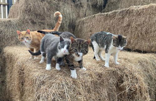 Mallard s Retreat - Photo 22