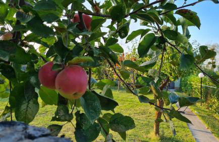 La Villa dei Nonni - Foto 67