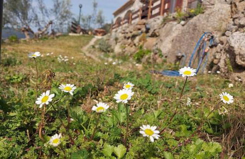 homonatura petrinum - Foto 28