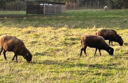 Les Hauts de Locmiquel apartment with private heated pool - Photo 51