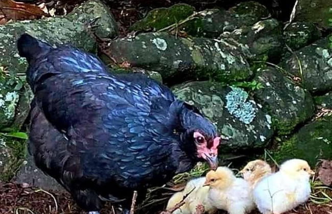 Cabane Tiny Tree House no4 - Foto 36