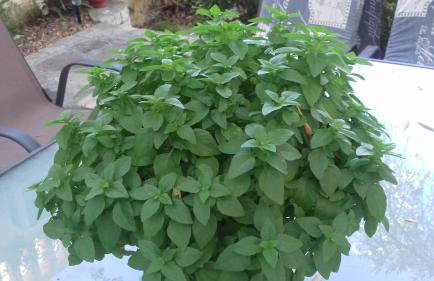 Vigla-Βίγλα 1 2 - Photo 22