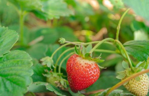 Villa Miradouro da Baleia (Heated Pool optional) - Foto 23