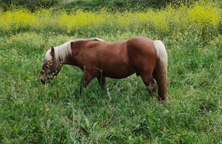 O meo refuxio - Foto 21