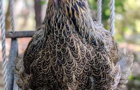 La Rose et Le Loup Gîte Éco-vintage - Foto 37