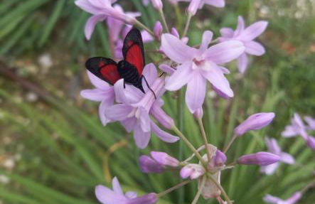 Villa Cuprese, 2p Apartment - Foto 15