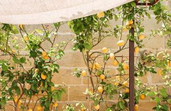 Masseria Limetta Luxury Retreat - Lecce Selection - Foto 22