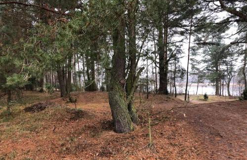 Zacisze leśne w Juliance - Foto 4