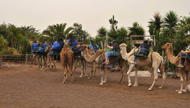 El Tanque Camel Ride Tour - Photo 2, Enjoying the camel ride