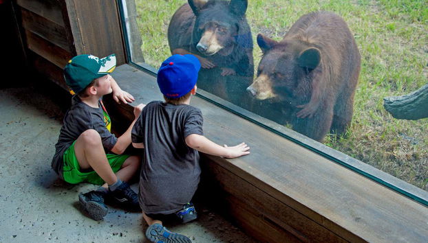 Deux enfants saluent les ours du zoo