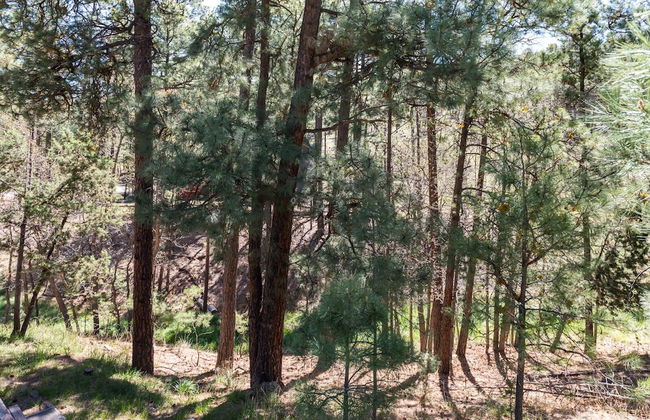 Alto Pines - Foto 23