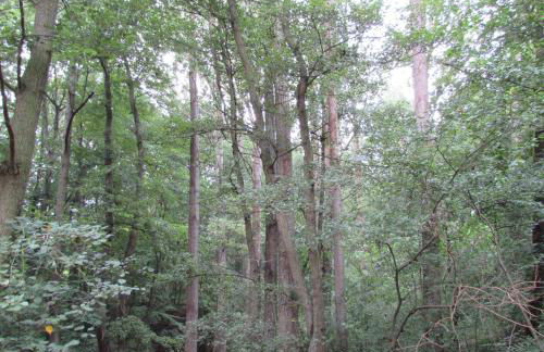 Ferienwohnung "Eifelstueffje" - Foto 71