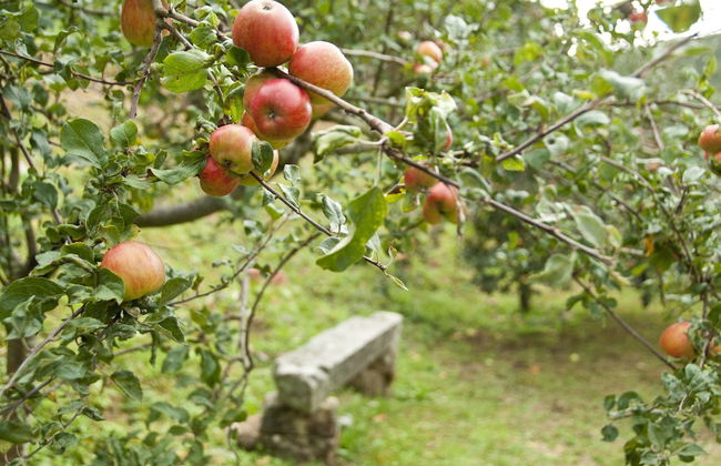 Trisqueles y Buganvillas - Photo 40